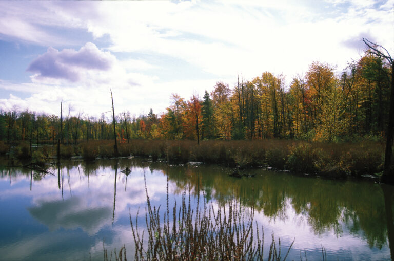 Calm pond reflecting clouds and blue sky, bordered by autumn trees with orange and yellow leaves; tall grasses in the foreground and several bare tree trunks scattered throughout.