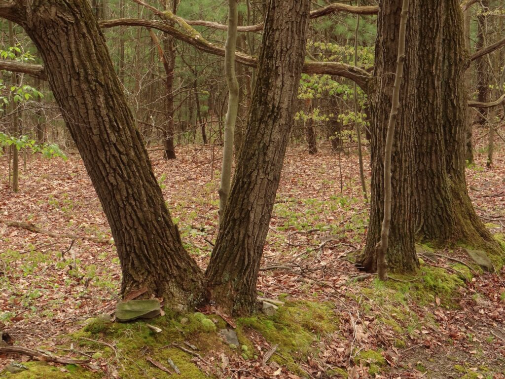 Three thick tree trunks with rough bark stand on a mossy forest floor with fallen leaves and green plants. Thin branches extend from the trees.