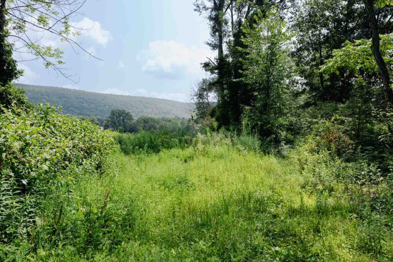 Green clearing bordered by dense trees, bushes, and distant hills beneath a partly cloudy sky.