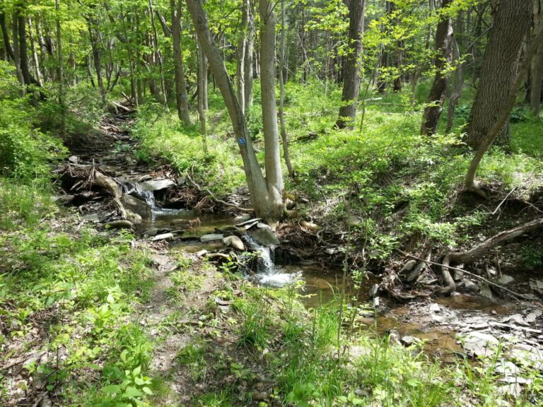 Small creek flowing over rocks through dense, green forest with sunlight filtering through trees.