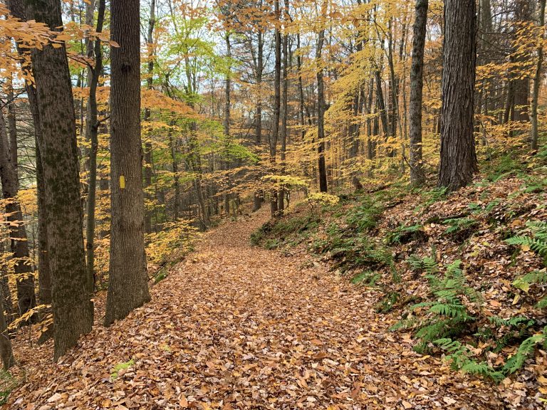 a yellow blaze is painted on a tree to mark a trail, the ground is covered in leaves, the leaves still on trees have turned yellow or orange